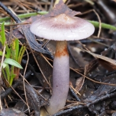 Cortinarius sp. (Cortinarius) at Namadgi National Park - 21 May 2017 by KenT