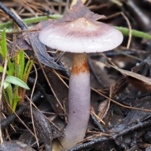 Cortinarius sp. - lilac, blue(ish), purple(ish) at Namadgi National Park - 21 May 2017 11:31 AM