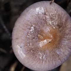 Cortinarius sp. - lilac, blue(ish), purple(ish) at Namadgi National Park - 21 May 2017