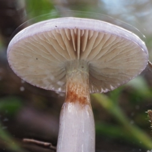 Cortinarius sp. - lilac, blue(ish), purple(ish) at Namadgi National Park - 21 May 2017