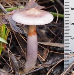 Cortinarius sp. - lilac, blue(ish), purple(ish) at Namadgi National Park - 21 May 2017