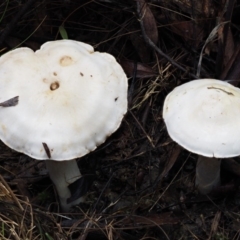 Cortinarius austroalbidus (Australian White Webcap) at Tharwa, ACT - 21 May 2017 by KenT