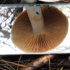 Cortinarius austroalbidus at Tharwa, ACT - 21 May 2017 01:20 PM