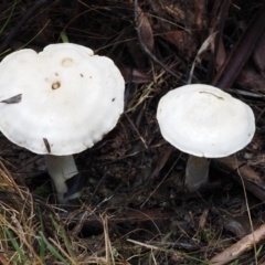 Cortinarius austroalbidus at Tharwa, ACT - 21 May 2017 01:20 PM