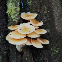 Collybia eucalyptorum at Namadgi National Park - 25 May 2017 by KenT