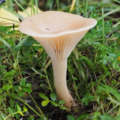 Clitocybe s. l. at Namadgi National Park - 21 May 2017 by KenT