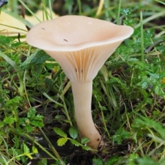 Clitocybe s. l. at Tennent, ACT - 21 May 2017 by KenT