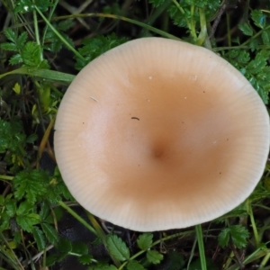 Clitocybe s. l. at Tennent, ACT - 21 May 2017 10:02 AM