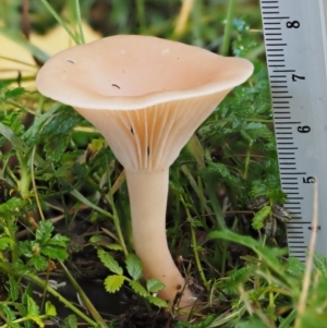 Clitocybe s. l. at Tennent, ACT - 21 May 2017 10:02 AM