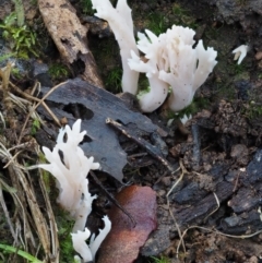 Clavulina sp. (A coral fungus) at Namadgi National Park - 22 May 2017 by KenT