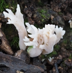 Clavulina sp. at Cotter River, ACT - 22 May 2017 10:30 AM