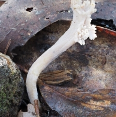 Clavulina sp. at Cotter River, ACT - 22 May 2017