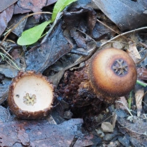 Calostoma fuscum at Cotter River, ACT - 22 May 2017