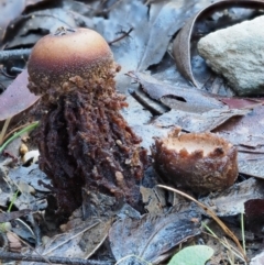 Calostoma fuscum at Cotter River, ACT - 22 May 2017