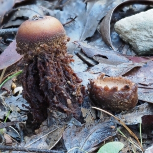 Calostoma fuscum at Cotter River, ACT - 22 May 2017 09:48 AM