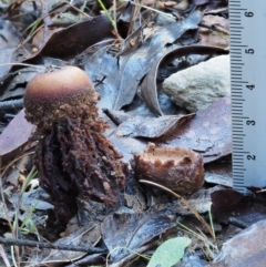 Calostoma fuscum at Cotter River, ACT - 22 May 2017