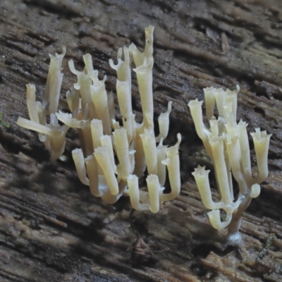 Artomyces sp. (A coral fungus) at Namadgi National Park - 22 May 2017 by KenT
