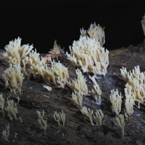 Artomyces sp. at Cotter River, ACT - 22 May 2017 01:06 PM