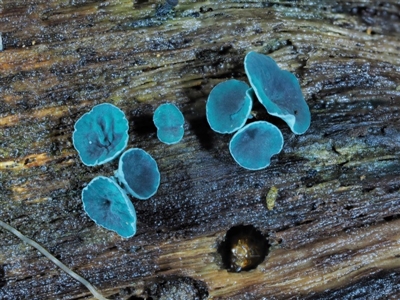 Chlorociboria (An elfcup fungus) at Cotter River, ACT - 22 May 2017 by KenT