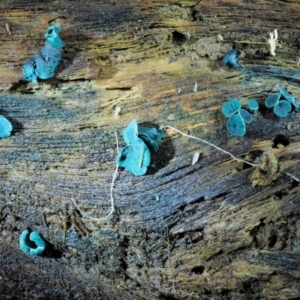 Chlorociboria at Cotter River, ACT - 22 May 2017 12:47 PM