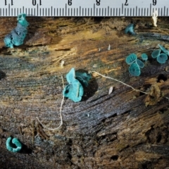 Chlorociboria at Cotter River, ACT - 22 May 2017 12:47 PM