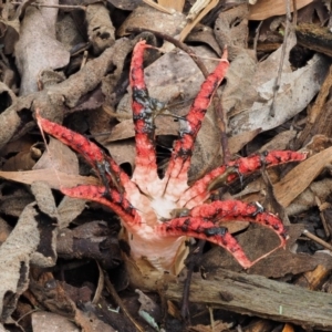 Clathrus archeri at Cotter River, ACT - 22 May 2017