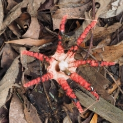 Clathrus archeri at Cotter River, ACT - suppressed