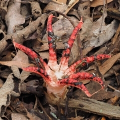 Clathrus archeri at Cotter River, ACT - suppressed