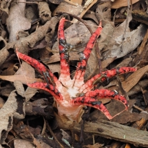 Clathrus archeri at Cotter River, ACT - 22 May 2017