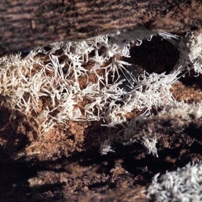 Ceratiomyxa fruticulosa (Coral Slime) at Macquarie, ACT - 28 Mar 2017 by Heino