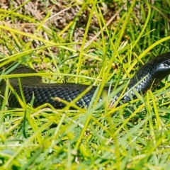 Pseudechis porphyriacus at Millingandi, NSW - 1 Jun 2017