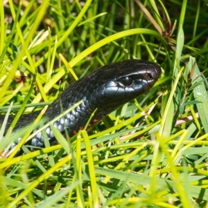 Pseudechis porphyriacus at Millingandi, NSW - 1 Jun 2017