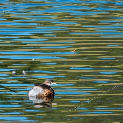 Tachybaptus novaehollandiae (Australasian Grebe) at Millingandi, NSW - 6 May 2017 by JulesPhotographer