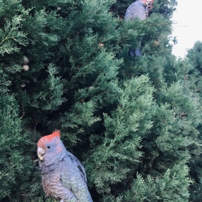 Callocephalon fimbriatum (Gang-gang Cockatoo) at Barton, ACT - 1 Jun 2017 by PersephoneTempest