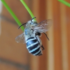 Amegilla (Zonamegilla) asserta (Blue Banded Bee) at Conder, ACT - 23 Jan 2017 by MichaelBedingfield