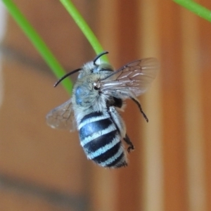 Amegilla (Zonamegilla) asserta at Pollinator-friendly garden Conder - 23 Jan 2017 08:05 AM