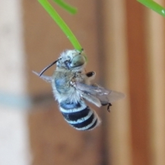 Amegilla (Zonamegilla) asserta at Conder, ACT - 23 Jan 2017