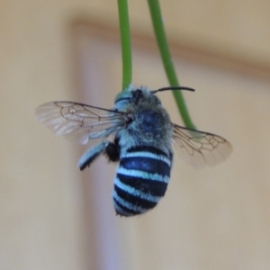 Amegilla (Zonamegilla) asserta at Pollinator-friendly garden Conder - 23 Jan 2017 08:05 AM