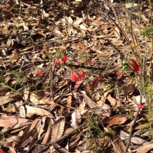 Epacris impressa at Tathra, NSW - 2 Jun 2017 10:24 AM