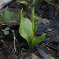 Ophioglossum lusitanicum (Adder's Tongue) at MTR591 at Gundaroo - 5 Oct 2016 by MaartjeSevenster