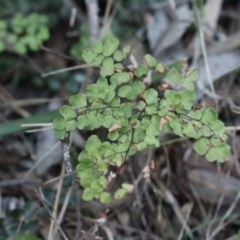 Adiantum aethiopicum (Common Maidenhair Fern) at MTR591 at Gundaroo - 28 Sep 2015 by MaartjeSevenster