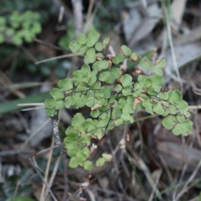 Adiantum aethiopicum (Common Maidenhair Fern) at MTR591 at Gundaroo - 28 Sep 2015 by Maartje Sevenster