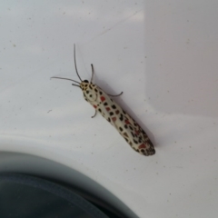 Utetheisa pulchelloides (Heliotrope Moth) at Googong, NSW - 30 Mar 2017 by RangerElle