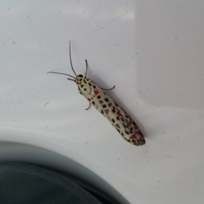 Utetheisa pulchelloides (Heliotrope Moth) at Googong Foreshore - 29 Mar 2017 by RangerElle