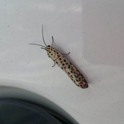 Utetheisa pulchelloides (Heliotrope Moth) at Googong, NSW - 30 Mar 2017 by RangerElle