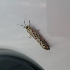 Utetheisa pulchelloides (Heliotrope Moth) at Googong Foreshore - 29 Mar 2017 by RangerElle