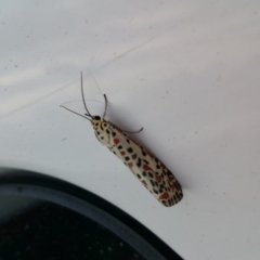 Utetheisa pulchelloides at Googong, NSW - 30 Mar 2017 07:52 AM