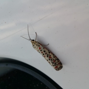 Utetheisa pulchelloides at Googong, NSW - 30 Mar 2017