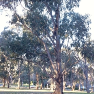 Eucalyptus globulus subsp. bicostata at Red Hill to Yarralumla Creek - 2 Jun 2017