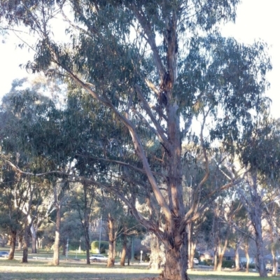 Eucalyptus bicostata (Southern Blue Gum, Eurabbie) at Garran, ACT - 1 Jun 2017 by ruthkerruish